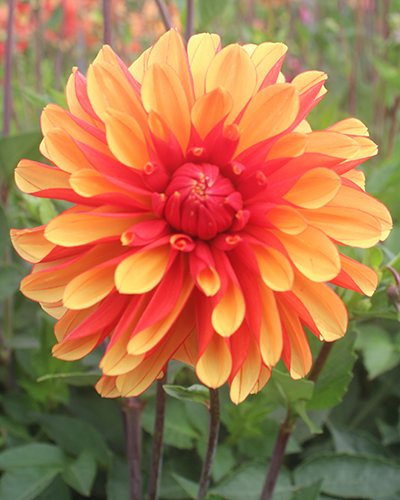 dahlia, dália, georgína, georgíny, dálie, hluza, hluzy, Japlou